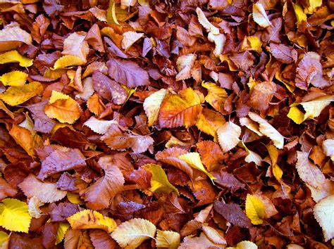 Winter Leaves Free Photo Download | FreeImages