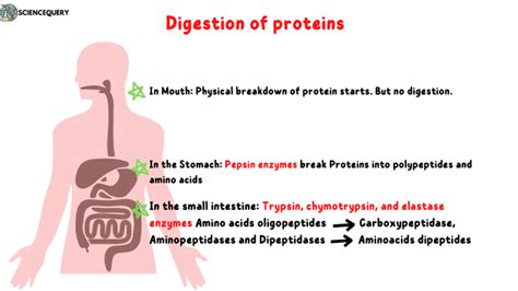 Protein Digestion: How Does it Occur and process - ScienceQuery