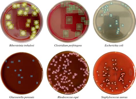 用于基于深度学习的细菌菌落检测的带注释数据集,Scientific Data - X-MOL