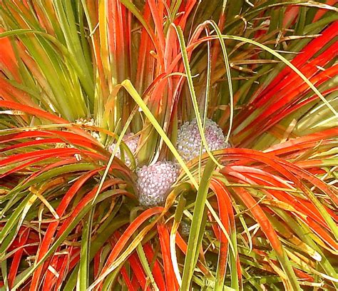 Penser avec son coeur : Laboratoire du Rêve et de l'Alchimie Spirituelle