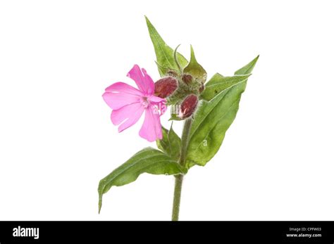 Pink campion flower hi-res stock photography and images - Alamy