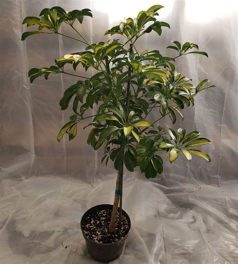 Schefflera Arboricola Variegated Tree in 2G Pot - About 36 tall