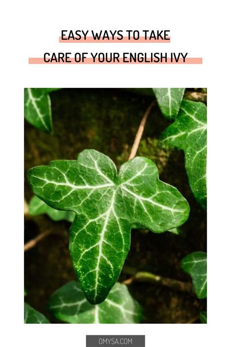 How to Care for Your English Ivy Plant | English ivy plant, Ivy plants, Plants