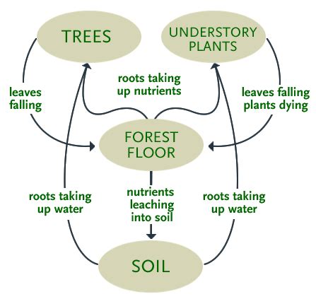 Forest Ecosystem Flowchart