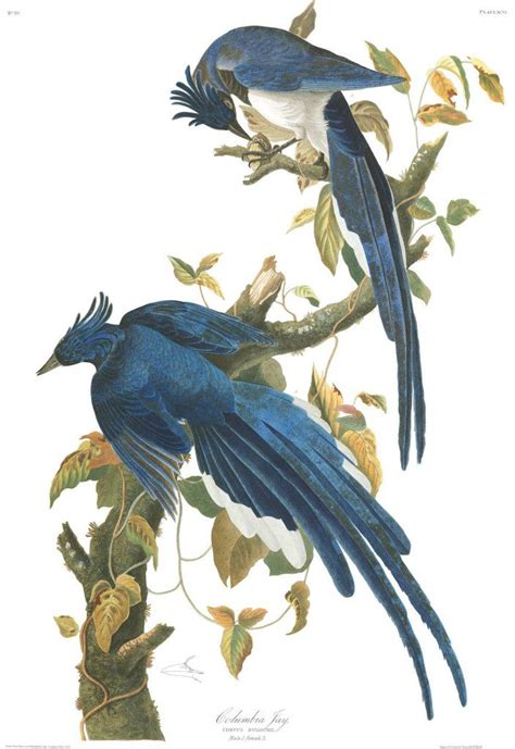 Audubon’s “Birds of America” Illustrations are Now Online | Art Docent ...