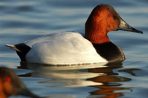 canvasback - Duck Struck