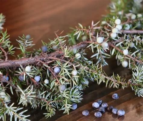 Foraging Juniper Berries {Benefits And Uses} - It's My Sustainable Life