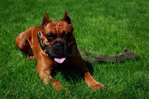 Dog breed German Boxer | Stock image | Colourbox