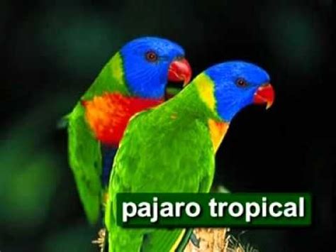 baby einstein - animales del mundo | Tropical birds, Tropical, Bird