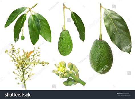 Avocado Development Stages Isolated On White Stock Photo 268905311 - Shutterstock