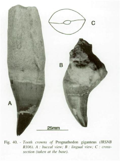 Prognathodon anceps vs. Prognathodon giganteus: What is the difference? - General Fossil ...