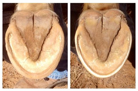 How to Achieve Hoof Growth Equilibrium - EasyCare Hoof Boot News