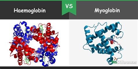 Difference Between Haemoglobin and Myoglobin – Bio Differences