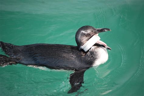 Marine Pollution Impacts Marine Wildlife | Dyer Island Conservation Trust