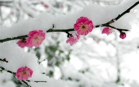 Flowers in Snow Wallpapers - Top Free Flowers in Snow Backgrounds ...