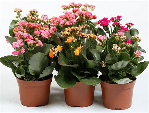 Flaming Katy Guide: How to Grow &Care for “Kalanchoe Blossfeldiana”