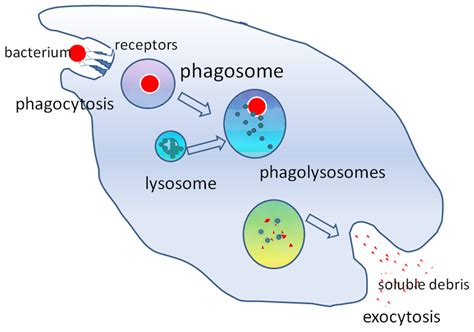 Phagocytosis - Phagocytic Cells of The Immune System - Stages of ...