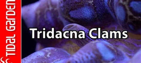 Best Reef Aquarium Tridacna Clams | Tank Facts