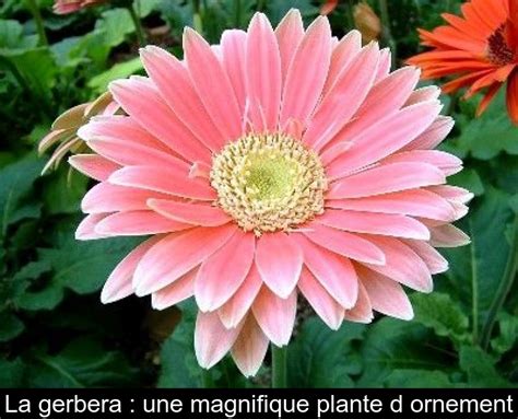 La gerbera : une magnifique plante d'ornement