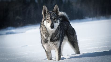 4 Russian dogs that were bred to hunt bears and wolves - Russia Beyond