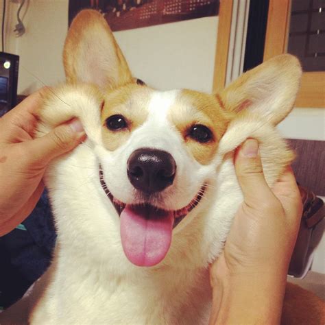 Corgi smile :) | cute animals | Pinterest | Corgi, Corgis and Animal