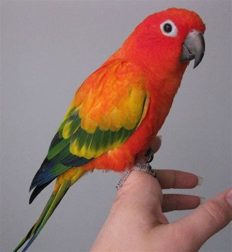 Red Factor Sun Conure. | Sparrows & Swallows | Pinterest | Beautiful birds, Parakeets and Parrots