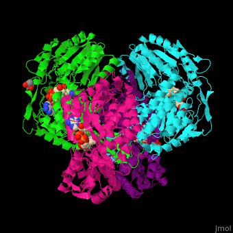 Aldehyde dehydrogenase - Proteopedia, life in 3D