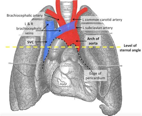 The Sternal Angle