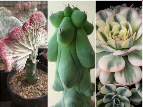 March Newsletter 2023 – Gates Cactus and Succulent Society