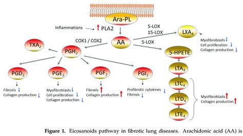 Eicosanoids pathway in fibrotic lung diseases. Arachidonic acid (AA) is... | Download Scientific ...