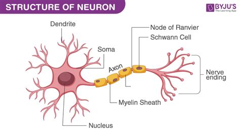 Human Nerve Cell Diagram