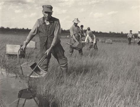 Harvesting Cranberries | Photograph | Wisconsin Historical Society