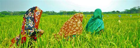 IRRI and ACI partner to develop improved rice varieties for rice growers in Bangladesh ...