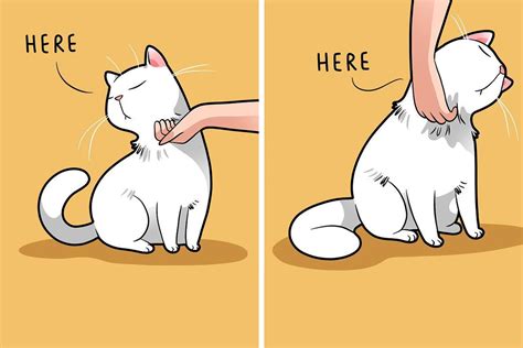 Artist Illustrates Funny Realities Of Living With A Cat (35 New Comics ...