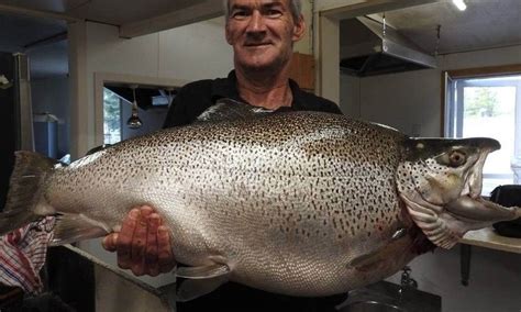 World-record brown trout caught from canal, a known buffet for fish