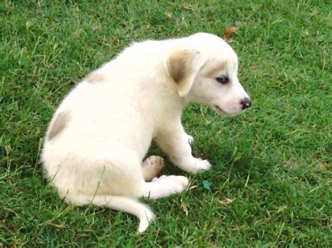 Great Pyrenees/ Anatolian puppies for Sale in Owasso, Oklahoma Classified | AmericanListed.com