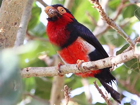 Bearded Barbet ~ Birds World