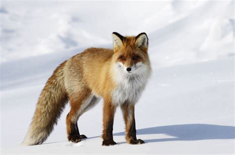 arctic fox characteristics habitat Fox red habitat foxes live where ...