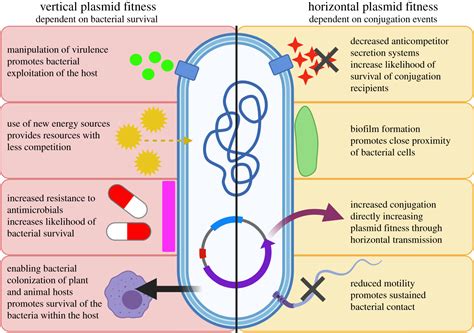 Plasmid In Bacteria