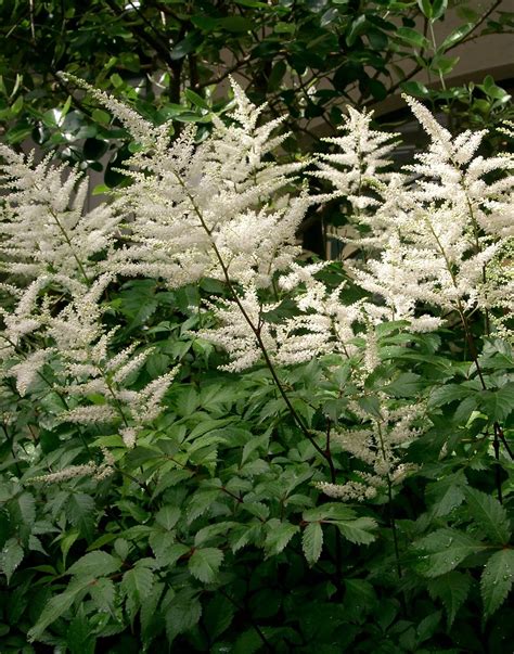 Astilbe x arendsii 'Deutschland' - Riverside Garden Centre