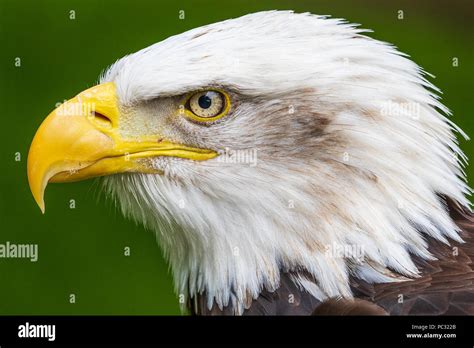 Bald eagle (Haliaeetus leucocephalus) close-up head shot Stock Photo ...