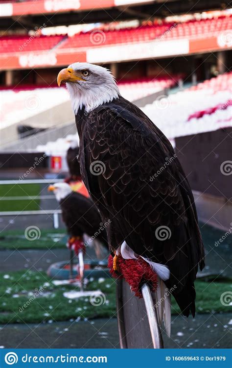 Vitoria, an Eagle and the Mascot of Portuguese Football Club Sport Lisboa E Benfica Editorial ...