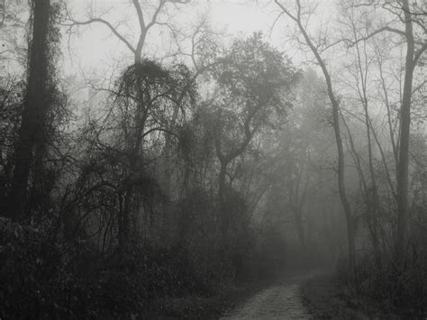 Wallpaper : fog, woodland, mist, black and white, tree, nature, monochrome photography ...