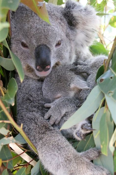 These Baby Koalas Are Newly Out Of The Pouch And OMG They Are Cute ...