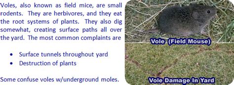 Vole Trapping - How to Trap Voles in the Yard, Lawn, Garden