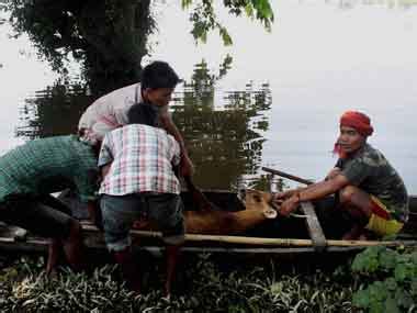 Wild animals killed in Assam floods – Firstpost