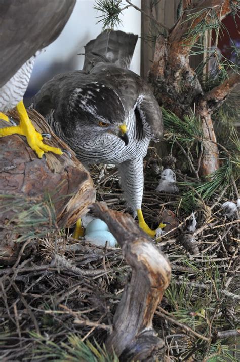 Pair of Goshawks on nest - UK Bird Small Mammal Taxidermist Mike Gadd