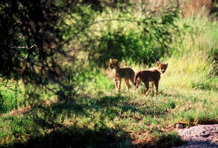 cheetah cubs, Phoenix Zoo - ZooChat