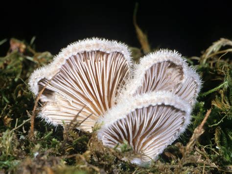 Schizophyllum commune - Alchetron, The Free Social Encyclopedia