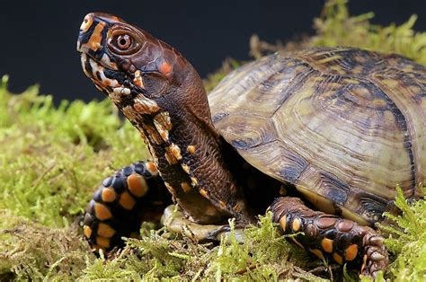 10 Animals Who Hibernate - WorldAtlas